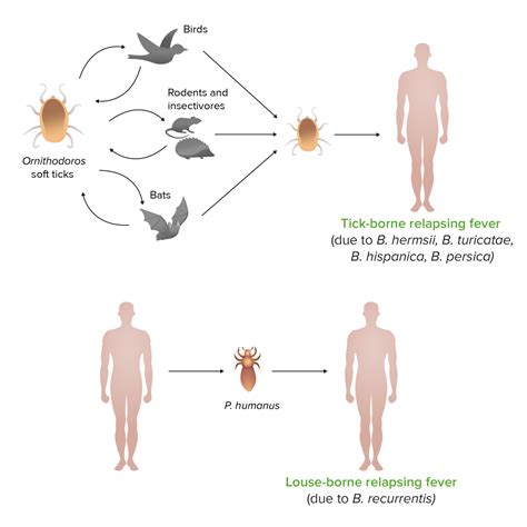 Relapsing Fever | Concise Medical Knowledge