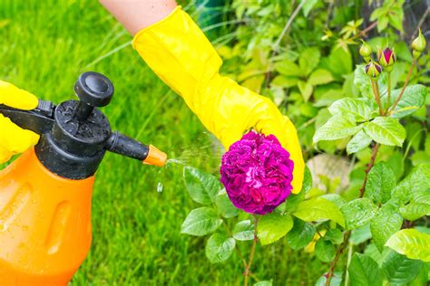 How to Use a Garden Sprayer Efficiently