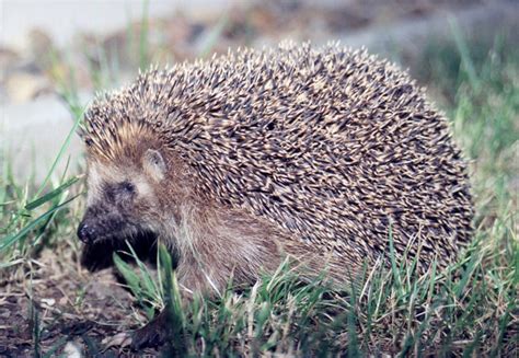 Hedgehog - WikiFur, the furry encyclopedia