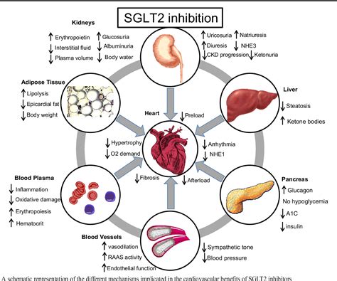 Sglt2 Inhibitors Examples