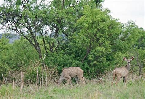 Kudu Antelope Grazing Free Stock Photo - Public Domain Pictures