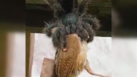 Ever seen a spider eating a bird? Viral video is giving netizens the ...