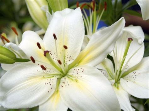 France National Flower Stylized Lily fleur de lis pictures