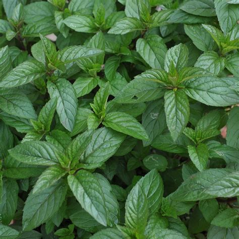 Black Peppermint Plant (Mentha x piperita)