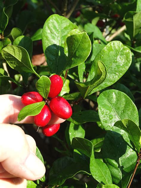 Miracle Fruit Tree (synsepalum dulcificum) – Urban Perennials