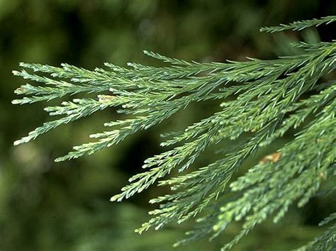 Giant Sequoia Tree Leaves