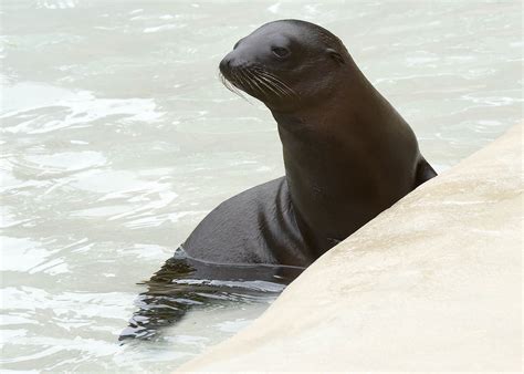 Brookfield Zoo welcomes 2 California sea lion pups | abc7chicago.com