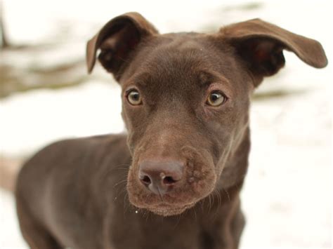 Kelaeno - Chocolate Labrador Retriever mix