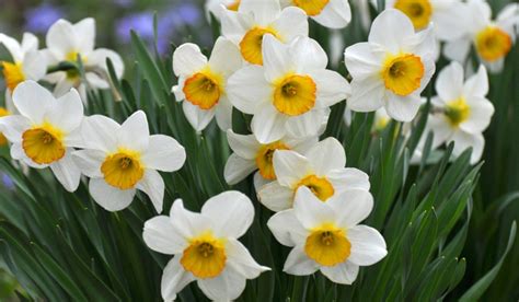 Narcissus: Everything You Need to Know