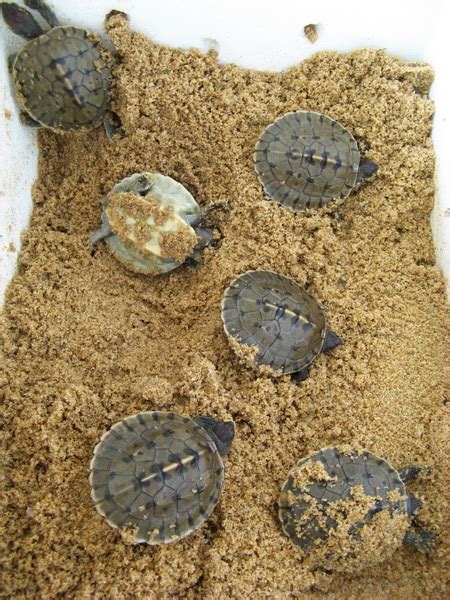 Our first clutch of painted terrapin eggs has hatched! • Turtle Conservation Society of Malaysia