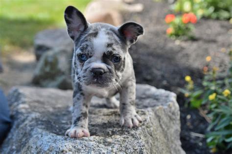 Frenchton Puppies for Sale | Buckeye Puppies