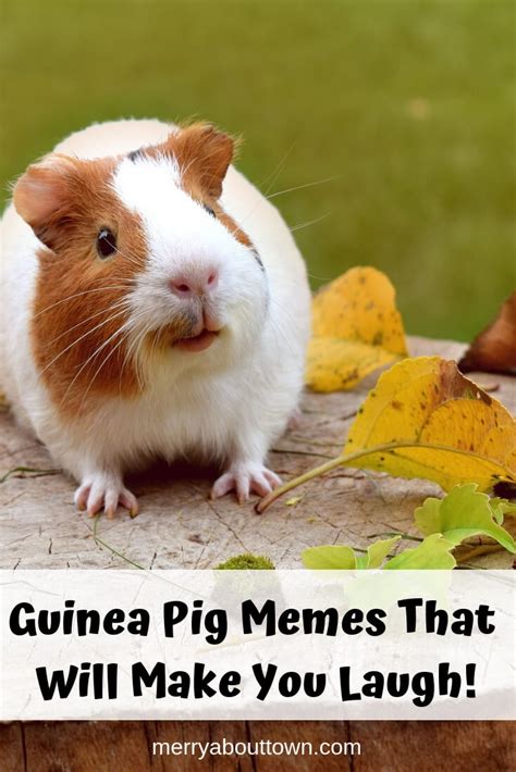 Guinea Pig Memes That Will Make You Laugh! - Merry About Town