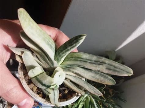 Gasteria Plant Care & Growing Basics: Water, Light, Soil, Propagation ...