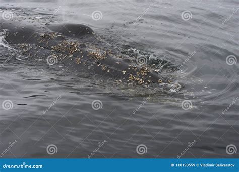 Humpback Whale close up stock image. Image of horizontal - 118193559