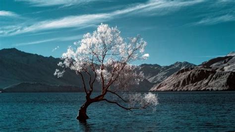 that wanaka tree - Google Search | Weeping willow tattoo, Beautiful ...