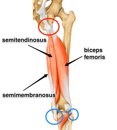 Peter's kitesurfing blog: Recovering from hamstring tendon attachment rupture