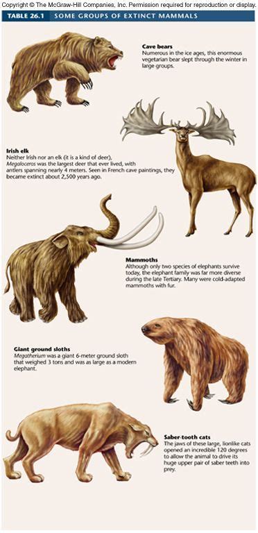 Groups of Extinct Mammals | Mammals, Ancient animals, Extinct animals