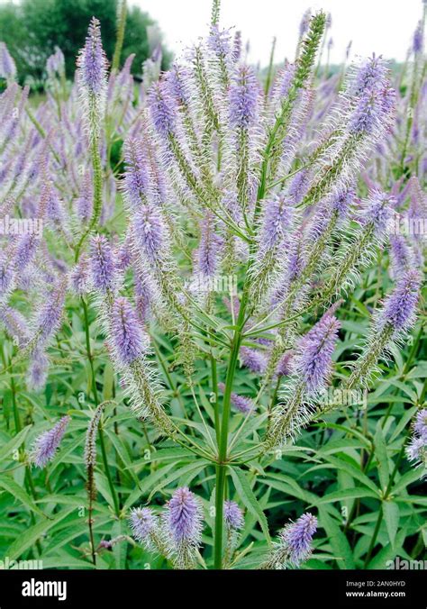 VERONICASTRUM VIRGINICUM APOLLO Stock Photo - Alamy