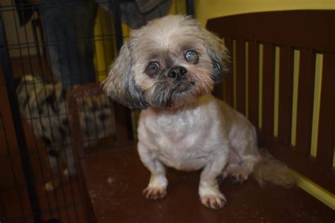 Stratus~ The Joyful Senior Shih Tzu – Twenty Paws Rescue