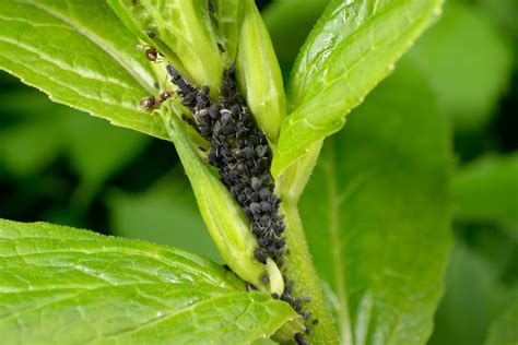 4 Pests that Feed on Birch Trees - Tomlinson Bomberger