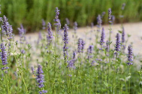 Purple Giant Hyssop: Care and Growing Guide