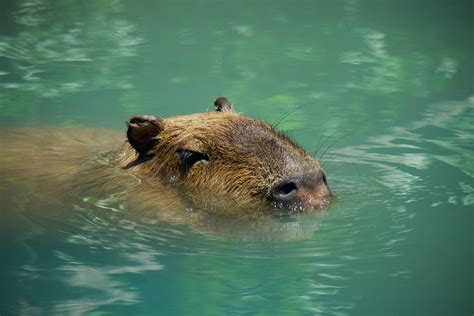 Once a year, capybaras at this Japanese zoo are treated to a fully ...