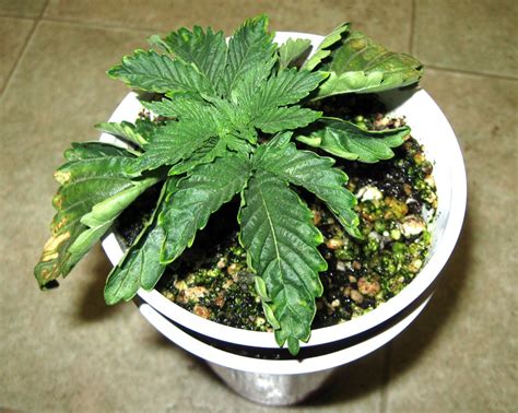 5 Surprising Signs of Overwatering | Grow Weed Easy