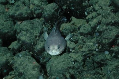 The Grunting Toadfish - Whats That Fish!