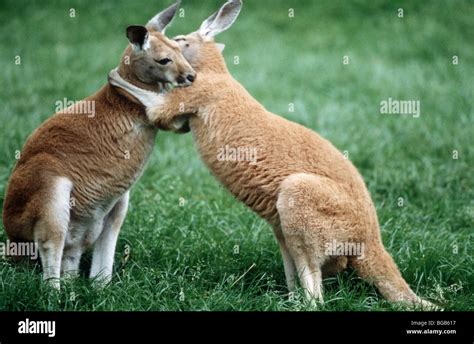 Kangaroo hug hi-res stock photography and images - Alamy