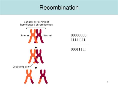 PPT - Population Genetics Basics PowerPoint Presentation, free download - ID:351380