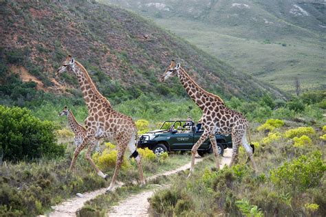 8 Best Safaris Near Cape Town For Day Trips and Weekends