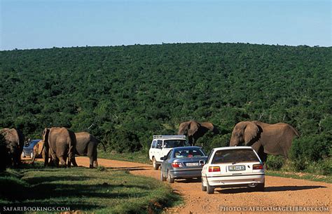 Addo Elephant National Park – Travel Guide, Map & More!