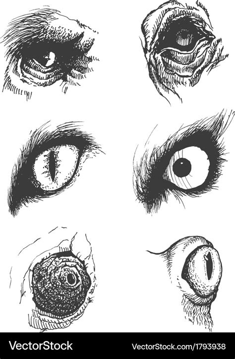 Set of animal eyes hand drawn eps8 Royalty Free Vector Image