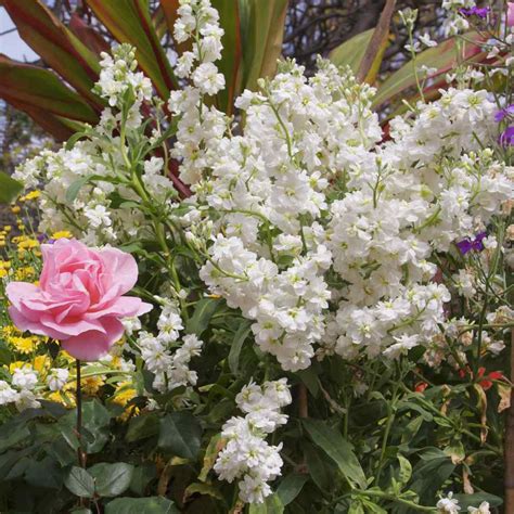 Stock Seeds - Matthiola Incana White Flower Seed