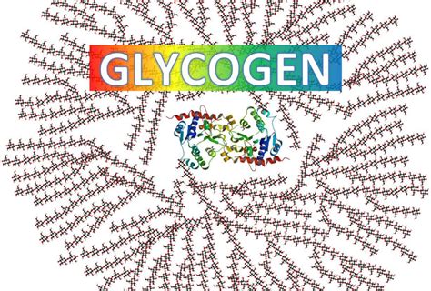 Understanding Glycogen Changes How You Think About Carbs & Fitness