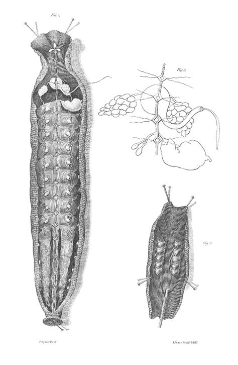 Hirudo medicinalis anatomy by Syme - PICRYL - Public Domain Media Search Engine Public Domain Search