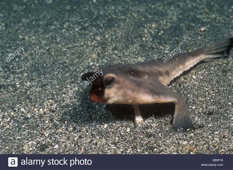 Red Lipped Batfish High Resolution Stock Photography and Images - Alamy