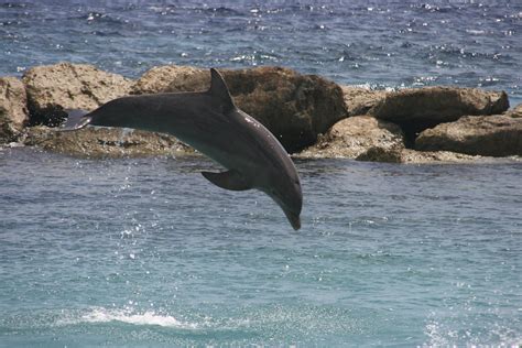 Curacao 2011 - Sea aquarium - Dolphins | Anja Disseldorp | Flickr