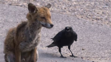 Crow fox attack - YouTube