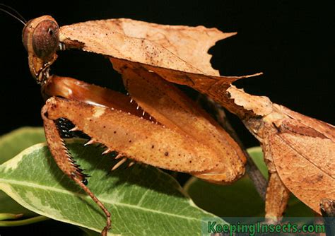 Dead Leaf Mantis - Deroplatys desiccata | Keeping Insects