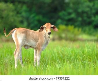 Breton Epagneul Hunting Dog Before Field Stock Photo 1432502627 | Shutterstock