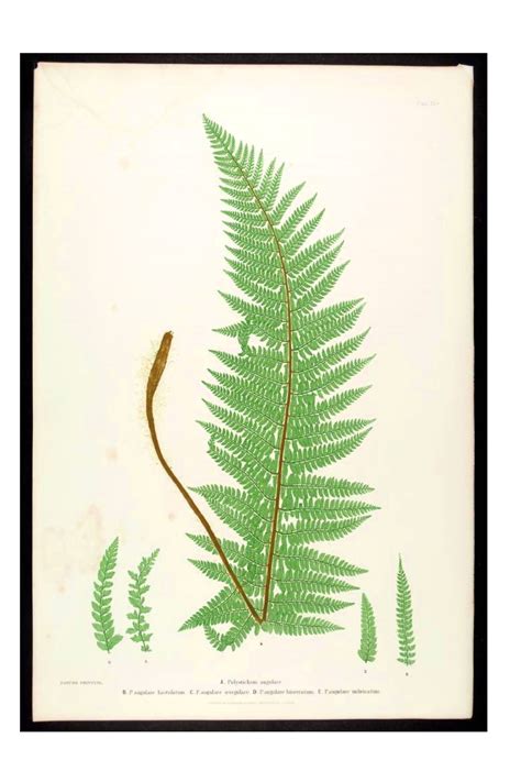 Pin by Duong Duong Thuy on Plants | Vintage botanical prints, Vintage botanical, Fern prints