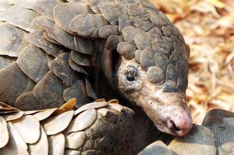 Pangolins, Not Snakes, May Be Missing Link in Coronavirus Jump From ...