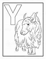 Coloring Letter Yak Pages Alphabet Letters Printable Preschool Super  sketch template