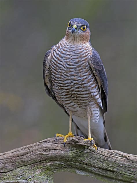 Male Sparrowhawk Perched (1)