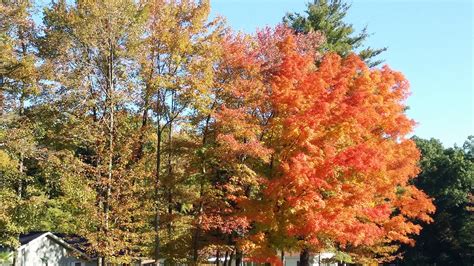 Contrast,tree,fall,orange,green - free image from needpix.com