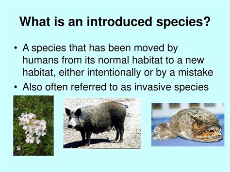 PPT - Activity 73: Introduced Species PowerPoint Presentation, free ...