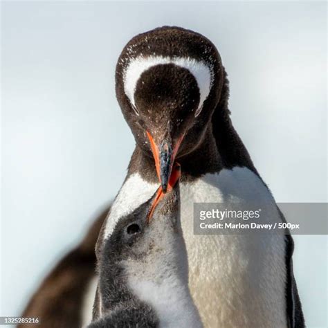 363 Antarctica Baby Penguin Stock Photos, High-Res Pictures, and Images ...