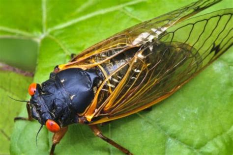 Cicada - A-Z Animals