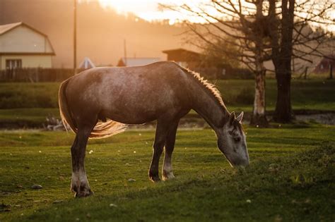 Premium Photo | A white horse grazing in the summer sunset